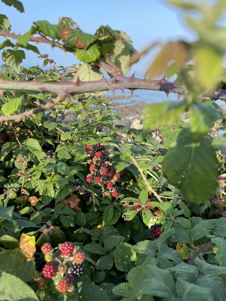 Warcombe Farm Camping Park tweet media