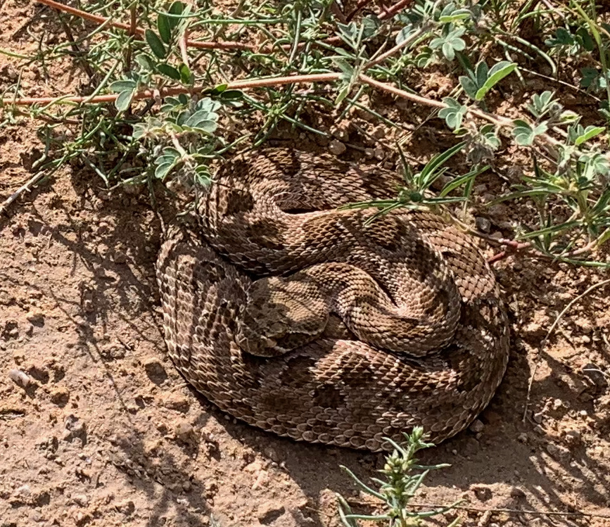 Sevilleta LTER tweet media