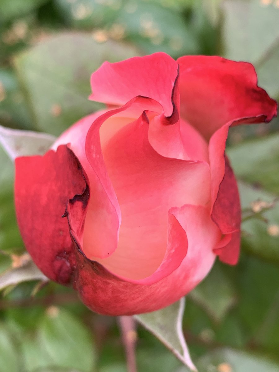 #RoseWednesday Anticipating Nostalgia.