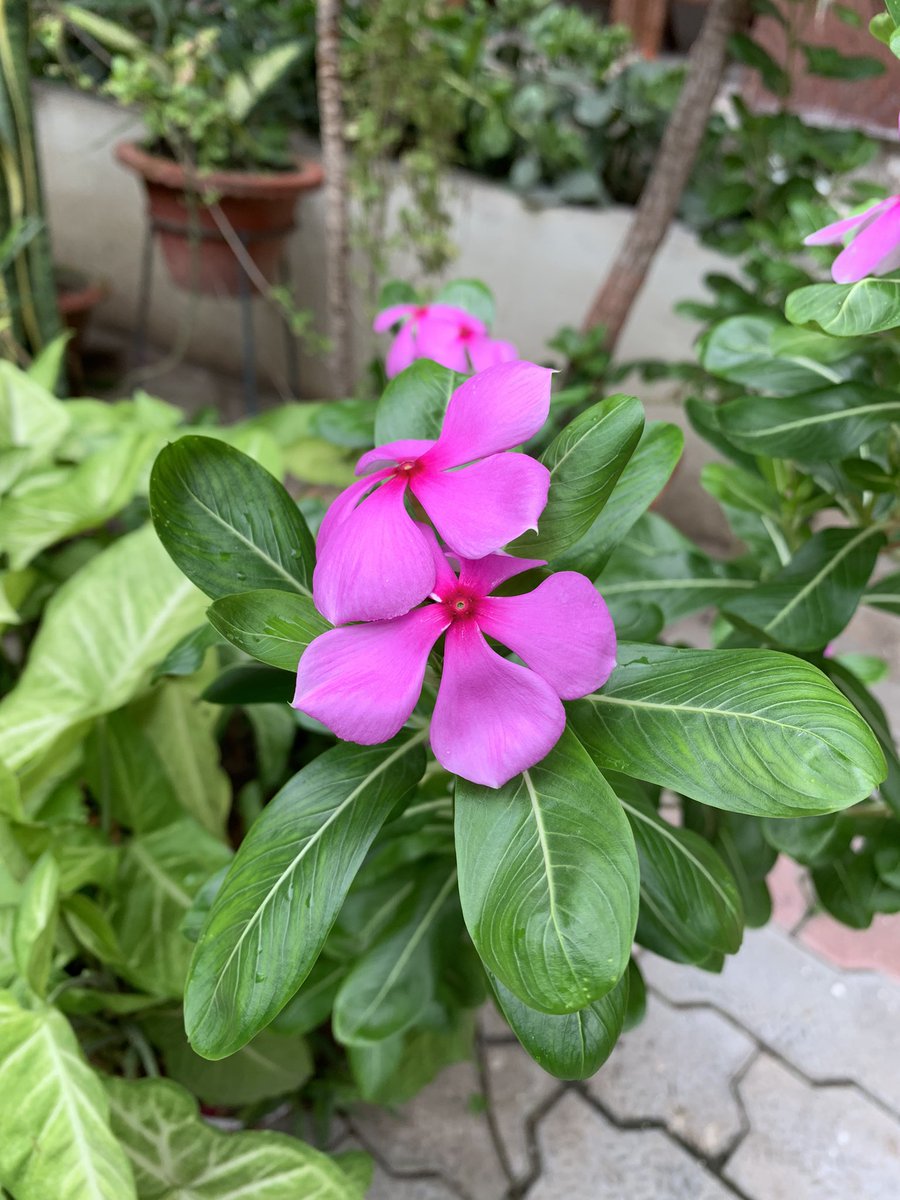 rksingh97263's tweet image. Whatever competence you may have will not bear fruit when you are arrogant. If competence is accompanied by grace, it will help you become much larger than you are by yourself. That is how life should be.