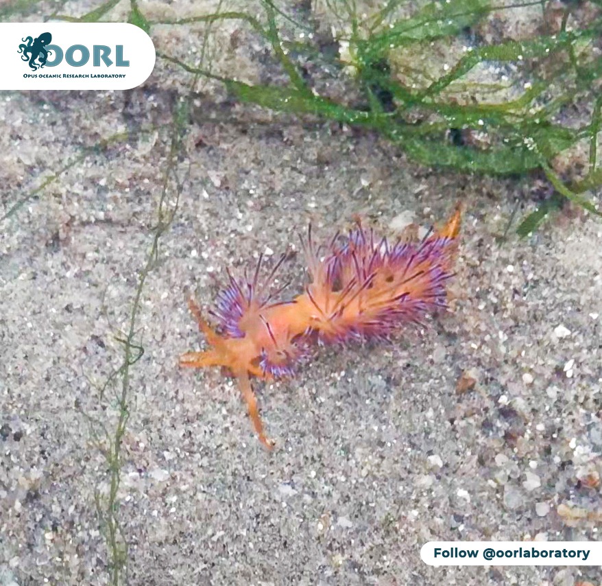 RARE SIGHTING OF SAKURAEOLIS GUJARATICA (MOLLUSCA: GASTROPODA: NUDIBRANCHIA) NEAR MANDVI IN KACHCHH, GUJARAT, INDIA