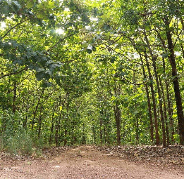 Through the AFR100,African countries pledged to restore 100M hectares of land by 2030,<a href="/MitiAlliance/">Miti Alliance</a> goal is to plant 5million trees by 2025 through their school programs. Click on the link below👇 to listen africaclimateconversations.com/children-clima…

#ClimateAction #COP26 #climatechange #forest