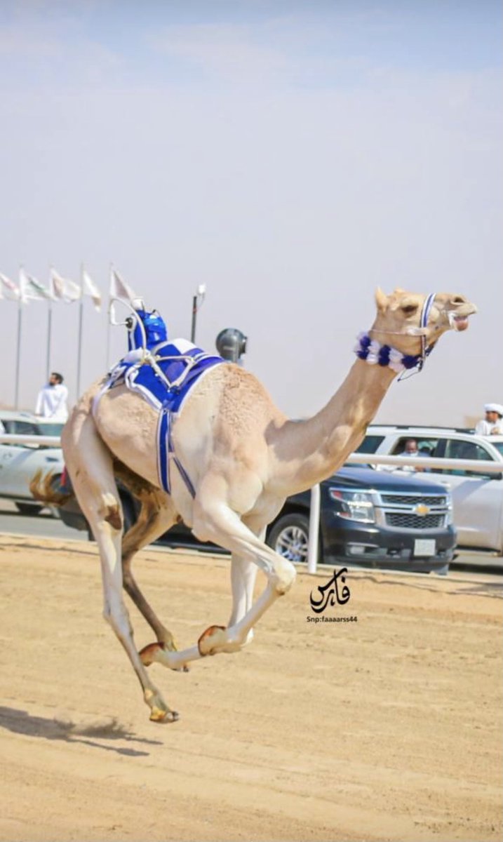 Mohayya535's tweet photo. يقين الانجازات بشعار البطولات

🔥🔥🔥🇸🇦🇸🇦 https://t.co/gdIuKO8Aju