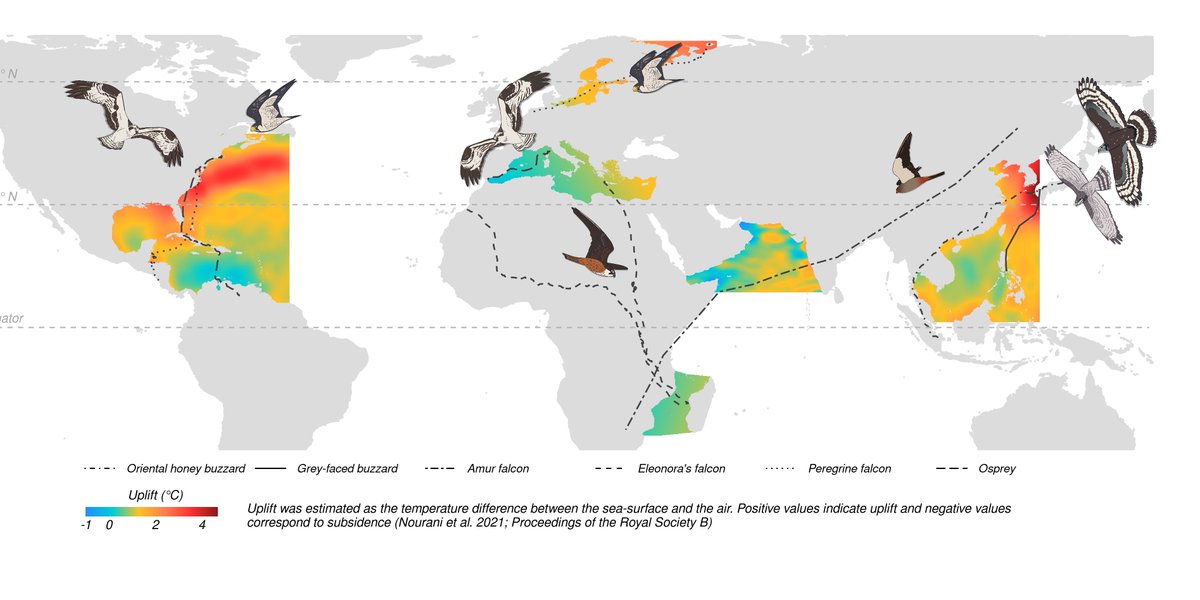 Elham Nourani (@elham_nourani) on Twitter photo Out today in <a href="/RSocPublishing/">Royal Society Publishing</a>, our collaborative effort to understand how migratory land birds accomplish long-distance sea-crossing. Spoiler: They depend on wind AND uplift. <a href="/safilabmpi/">Safi_Lab @safilabmpi</a> <a href="/MPI_animalbehav/">MPI-AB is on Bluesky @mpi-animalbehav.bsky.social</a> royalsocietypublishing.org/doi/10.1098/rs… Out today in <a href="/RSocPublishing/">Royal Society Publishing</a>, our collaborative effort to understand how migratory land birds accomplish long-distance sea-crossing. Spoiler: They depend on wind AND uplift. <a href="/safilabmpi/">Safi_Lab @safilabmpi</a> <a href="/MPI_animalbehav/">MPI-AB is on Bluesky @mpi-animalbehav.bsky.social</a> royalsocietypublishing.org/doi/10.1098/rs…
