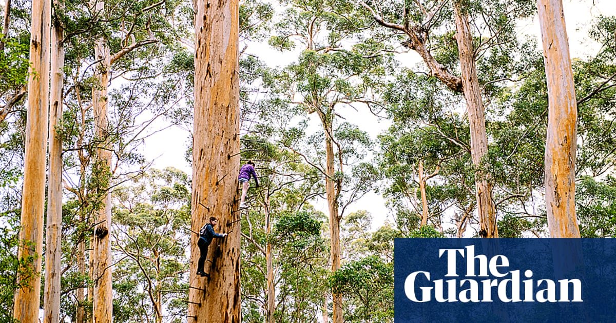 ReturnToNature_'s tweet photo. Western Australia bans native forest logging. Bold move! Considering the trauma that Australia has faced through wildfires, it is hardly surprising though    https://t.co/0h7JaDdxXN https://t.co/Sh4TUsq5fm