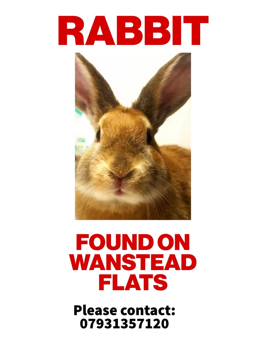 Rabbit found on wanstead flats..