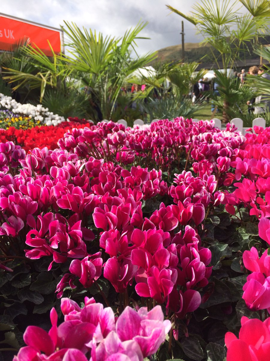 Malvern Autumn Show is right around the corner! Who's excited? <a href="/MalvernShows/">RHS Malvern Spring & Autumn Shows</a> <a href="/3countiesshows/">Three Counties</a> 

#malvern #autumnshow #visitmavern