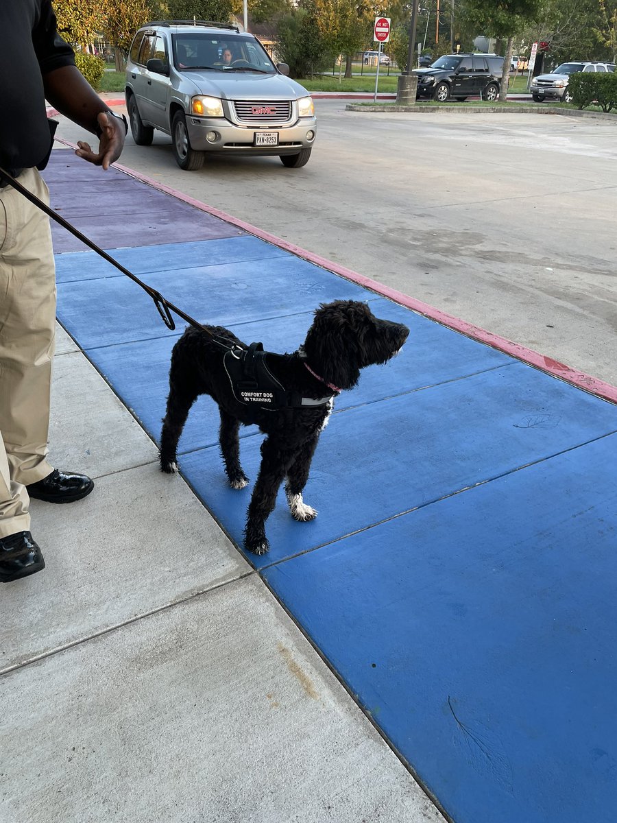 JamesBerryHISD's tweet photo. Jamaica came to greet our students today! #comfortdog @HISDPDCORE @HISDPDChief @HISDElementary2 https://t.co/75FB1vdzFP