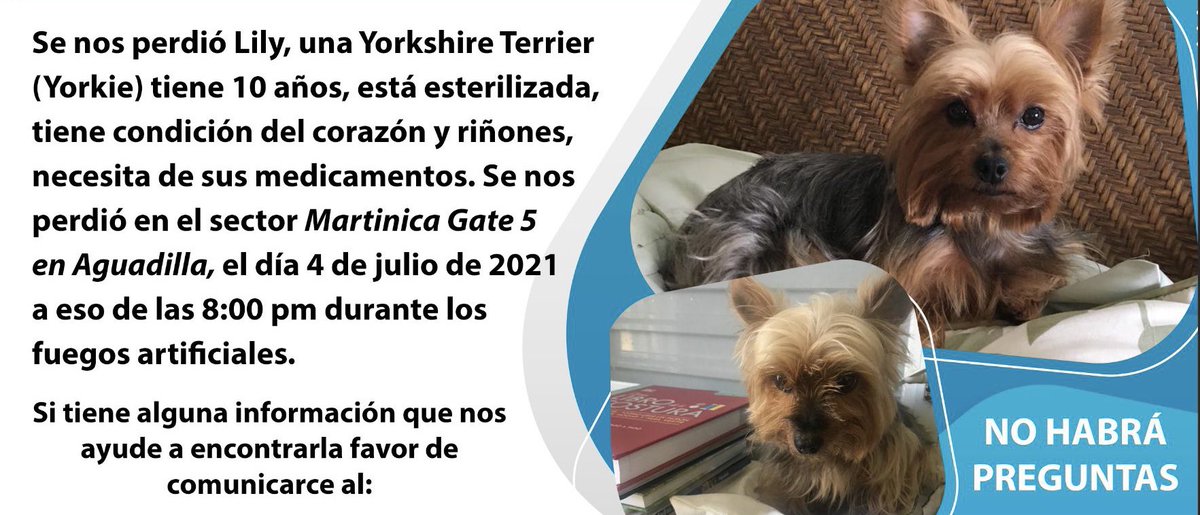 ¡Apareció Lilly!🙏🏼 Desde el 4 de julio había desaparecido y luego de más de dos meses la dejaron en una cajita 3 casas más abajo de la suya y al fin está de vuelta con su familia♥️ ¡Gracias! Está malita de salud y la llevan de camino al veterinario.