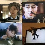 おもしろい偶然。テレビの映像と奇跡的に重なってしまった猫達。