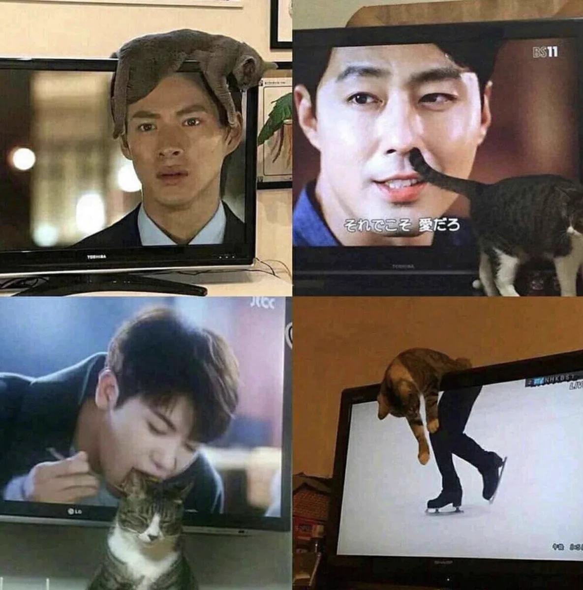 おもしろい偶然。テレビの映像と奇跡的に重なってしまった猫達。