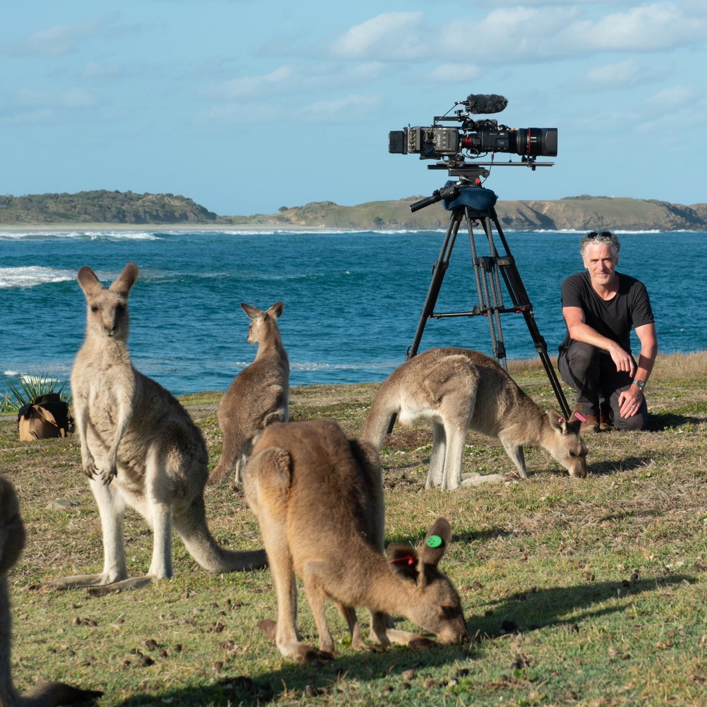 Filming Kangaroos in Australia for Animals With Cameras. Airs tonight in the UK on BBC 2. Enjoy! #kangaroo #australia #wildlife #wildanimals #animalswithcameras @bbctwo