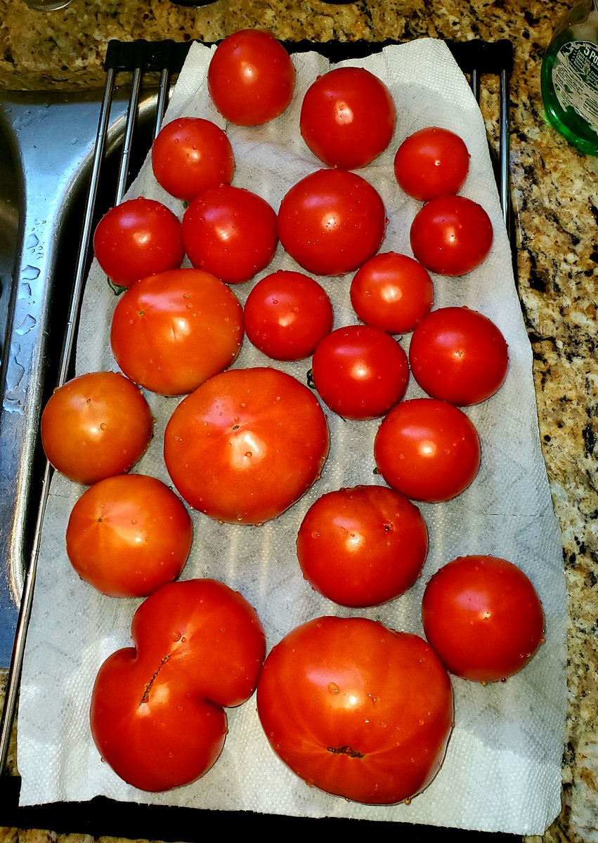 Atheen_'s tweet photo. We were away for 4 days. Got back yesterday. My 2 tomato plants got a little busy during our absence... I see caprese salads, salsas, stuffed tomatoes and marinaras in our near future... 😳😎🍅 #ContainersPlanting #DeckGardening #Tomatoes https://t.co/ePurEAmSPE