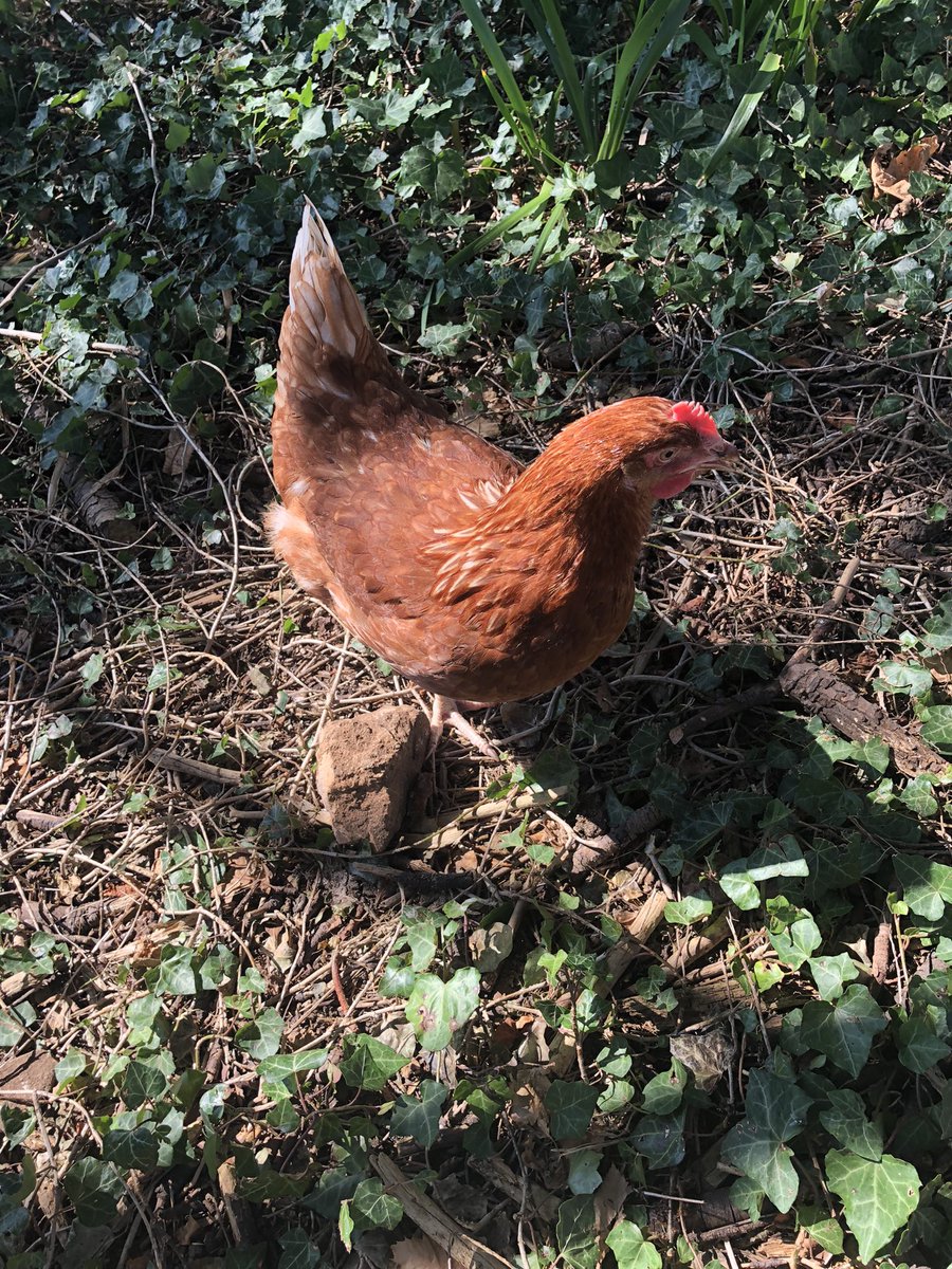 Dean Close St John’s tweet media