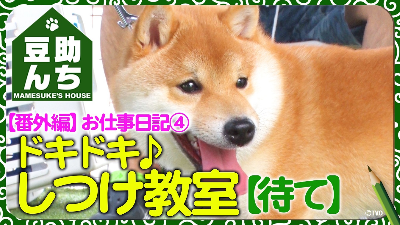 豆助 Mamesuke 公式 豆助んち番外編 しつけ教室で猛特訓 今度は 待て に挑戦する豆助 ２５代目豆助 Youtubeの配信はコチラ T Co Oxkoi07uzl 柴犬 豆柴 豆助 Mamesuke Puppy 豆助んち T Co 5qxdate7d2 Twitter