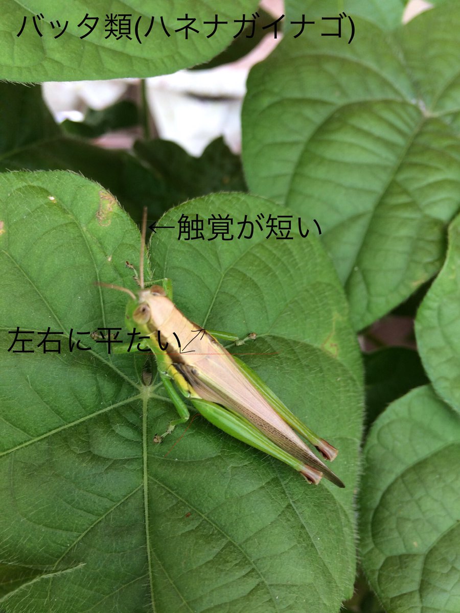 chokushi_bot's tweet image. ちわす中の人です。
バッタ、キリギリス、コオロギの大まかな見分け方を固定に置いときます。
バッタ類:体は左右に平たく、触覚は短い。
キリギリス類:体は左右に平たく、触覚は長い。ツユムシとかもここに入る。
コオロギ類:体は上下に平たく、触覚は長い。マツムシとかヒバリモドキもここに入る。