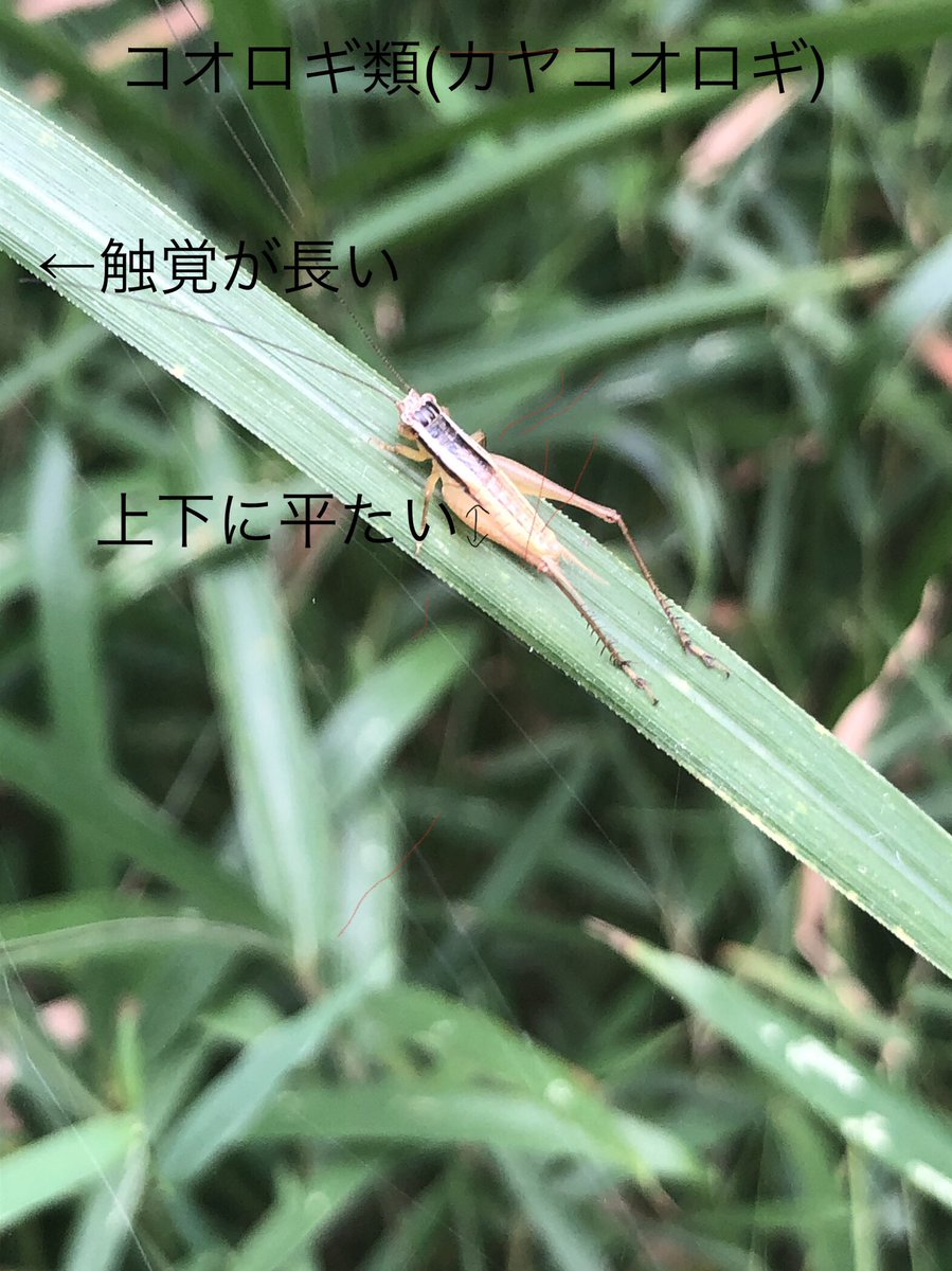 chokushi_bot's tweet image. ちわす中の人です。
バッタ、キリギリス、コオロギの大まかな見分け方を固定に置いときます。
バッタ類:体は左右に平たく、触覚は短い。
キリギリス類:体は左右に平たく、触覚は長い。ツユムシとかもここに入る。
コオロギ類:体は上下に平たく、触覚は長い。マツムシとかヒバリモドキもここに入る。