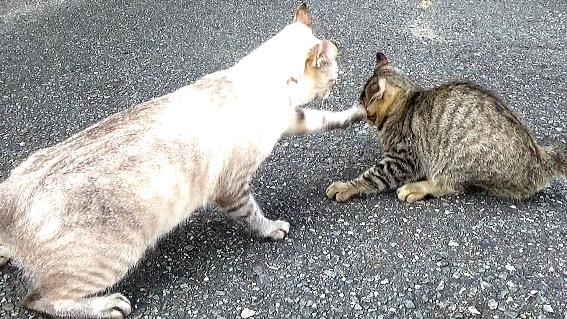Koto Tube ニャー っと威嚇 いきなりの猫パンチに子猫がびっくり 動画です T Co Md7xlwgvnu T Co Qpjqpez1e9 Twitter