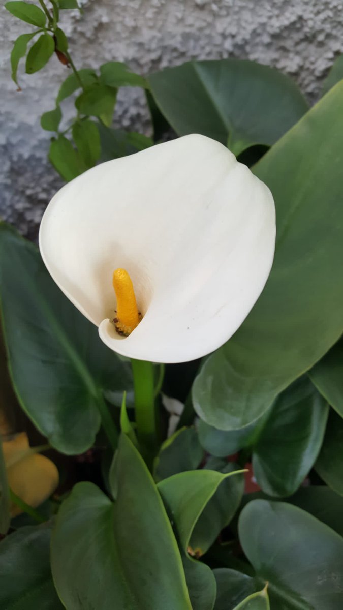 DraguitoC's tweet photo. Parece no importarles el calor
mira que bonitas están
Las #Callas (orejas de burro) necesitan exposiciones muy luminosas en exteriores
orientación norte, mejor
Son muy #decorativas en el Jardín
Sus hojas son de un verde intenso y brillante
Y sus flores son tan elegantes… https://t.co/O6kun74rHX