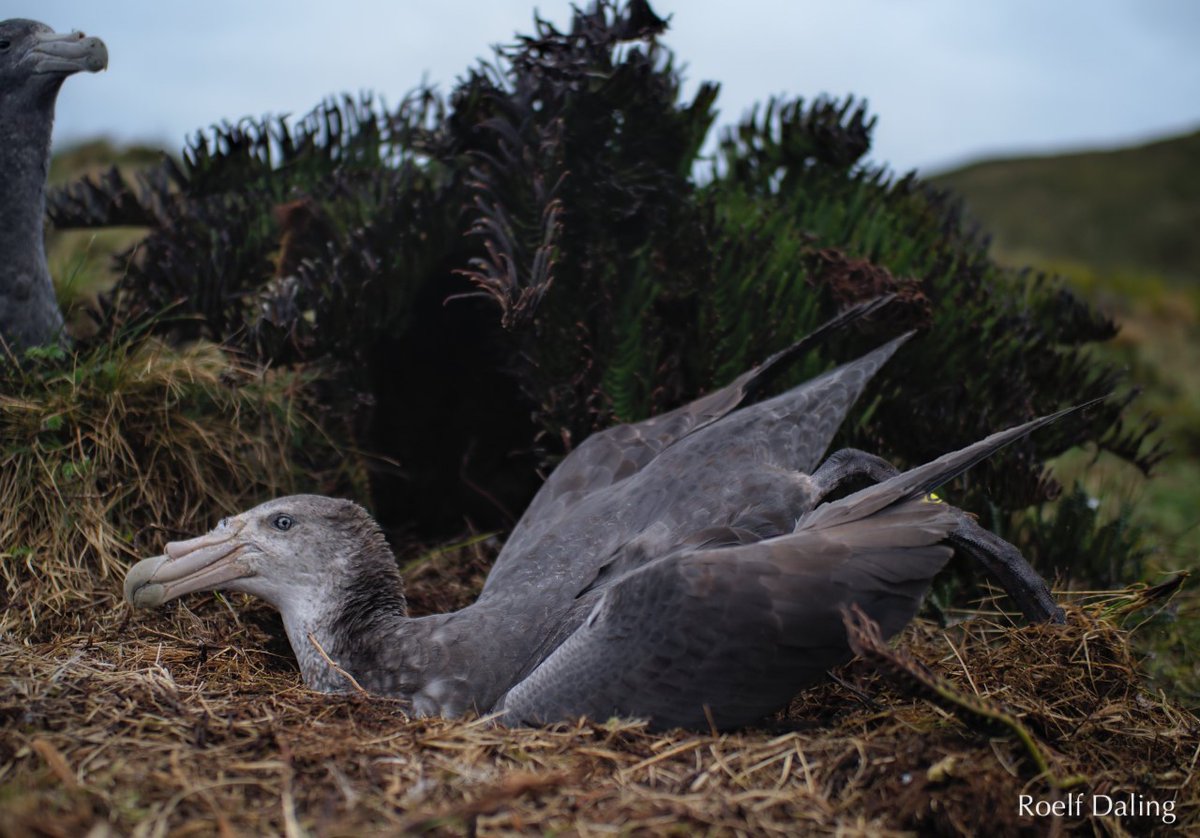 GoughIsland's tweet image. Egg-citing times! 🥚🥚The #southerngiantpetrel is one of #Gough’s long-term monitoring species with nests marked &amp;amp; checked at our study colony since 2010. Adults are busy rebuilding nests, rekindling relationships &amp;amp; 🥁... have just started laying eggs! #proudparentmoments