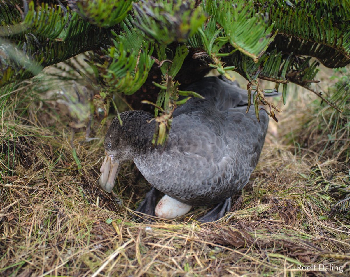 GoughIsland's tweet image. Egg-citing times! 🥚🥚The #southerngiantpetrel is one of #Gough’s long-term monitoring species with nests marked &amp;amp; checked at our study colony since 2010. Adults are busy rebuilding nests, rekindling relationships &amp;amp; 🥁... have just started laying eggs! #proudparentmoments