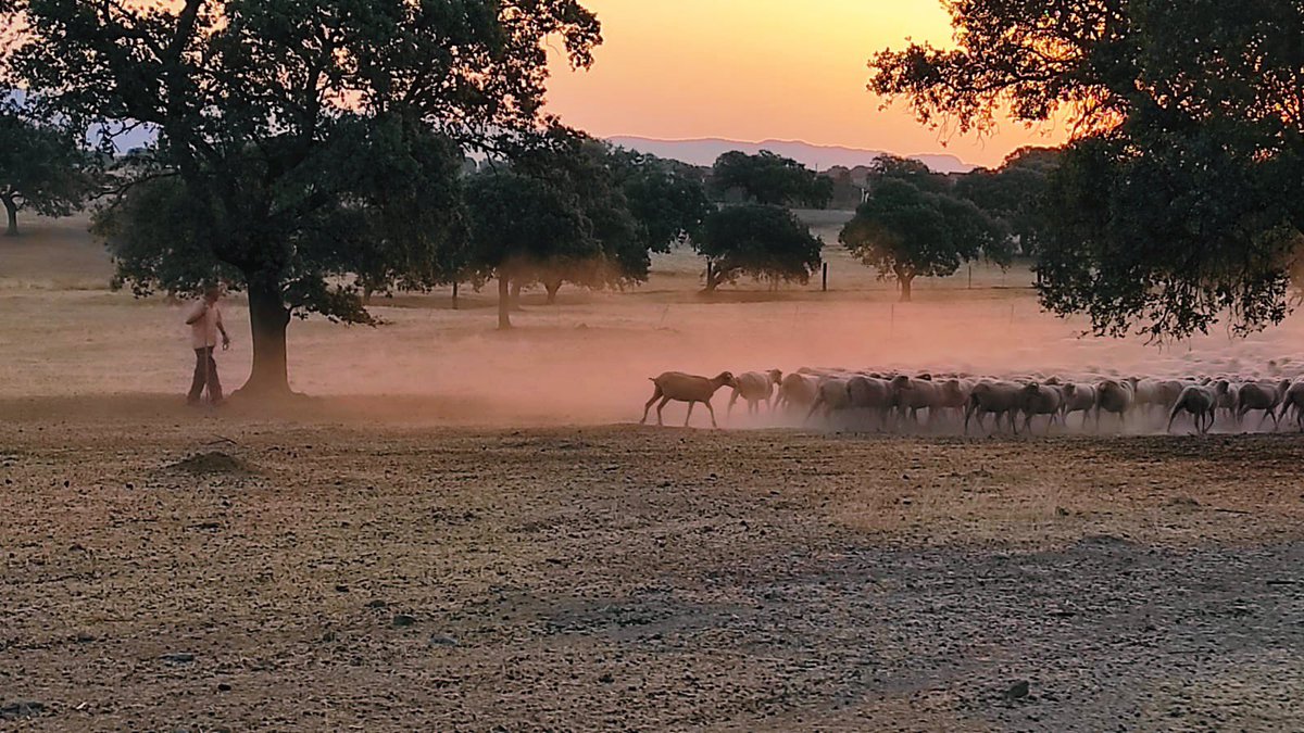 mdelgado0212's tweet photo. ¡Feliz día de Extremadura 💚🤍🖤! https://t.co/fJR9pRpRil