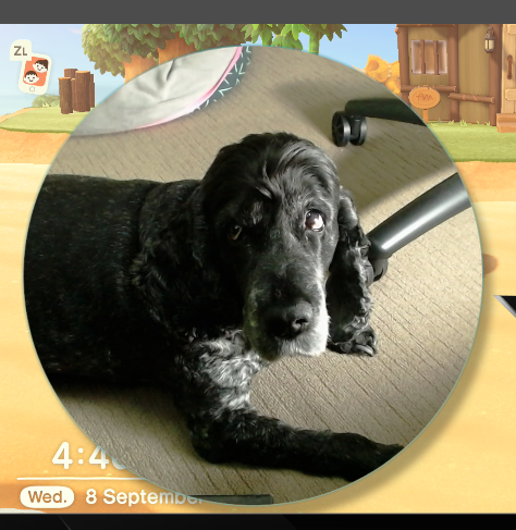 Talonis85's tweet image. Don't let Sophia fool you... she had plenty of treats tonight.