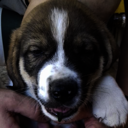 ShelterofElpida's tweet photo. We are looking for forever homes for Sky &amp; Leo.  They will be arriving next month.  Please apply here https://t.co/PJKiEU8Cs4
They will be biggish dogs, probably around Greek Shepherd Dog size. If you think you can offer a secure and happy permanent home then please get in touch. https://t.co/vWjXLG8aP7