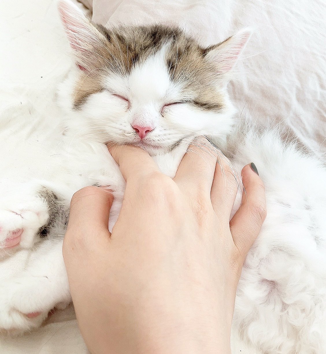 猫メロメロ芸人 Twitter Search Twitter