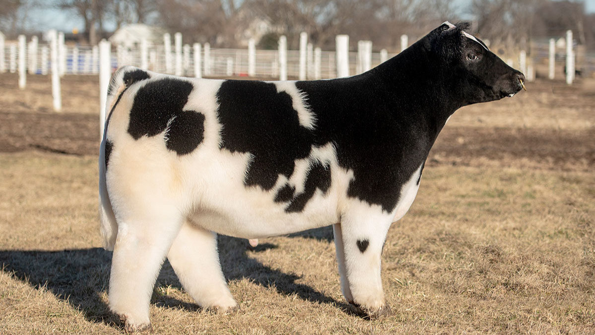 Pls stop to look at this fluffy cow 😍😍 #missguided