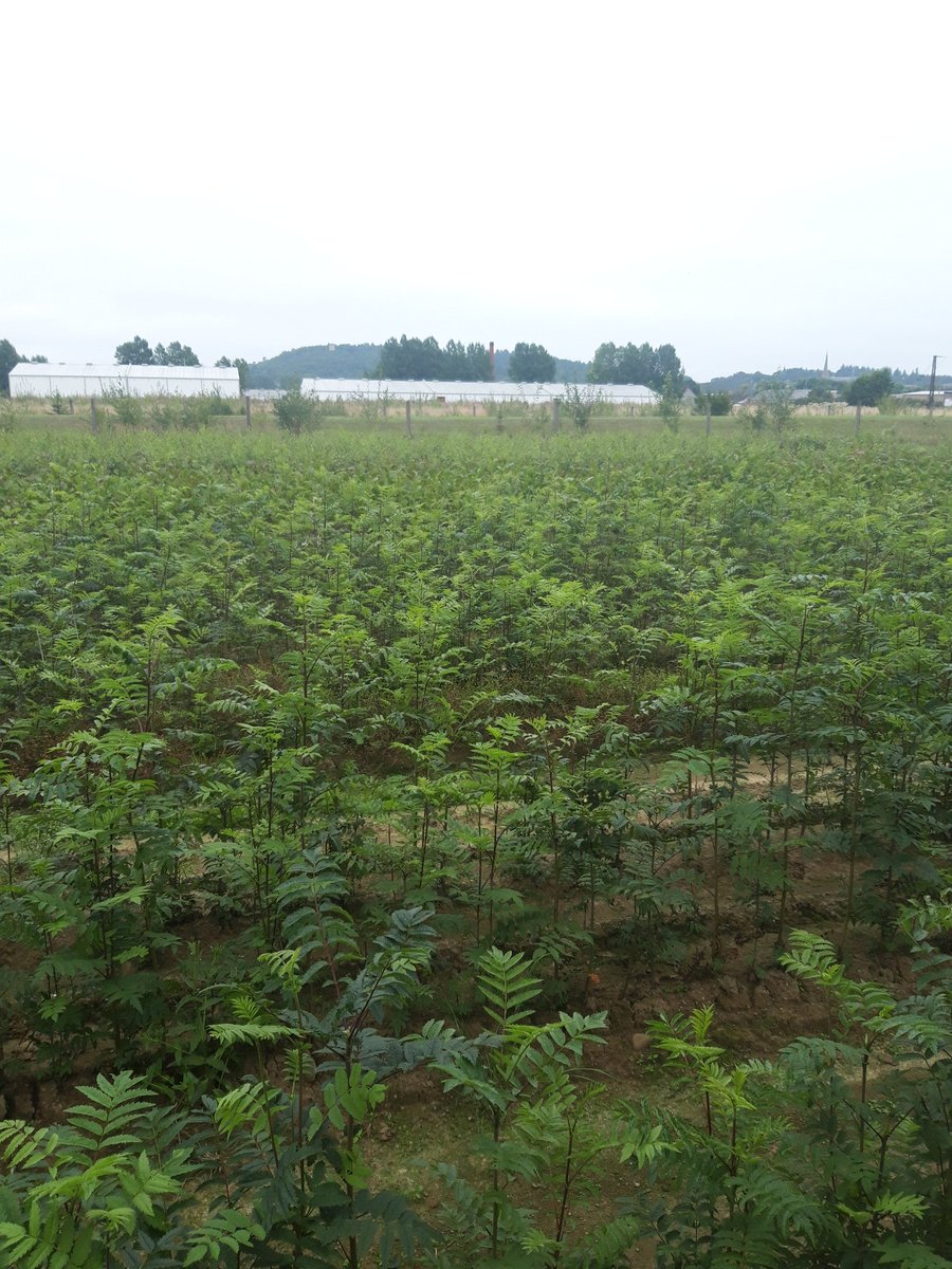 bell66martin's tweet photo. Back @Christie_Elite the Rowan 102 and 201 transplants are certainly looking great this year & enjoying the late summer temps...no sign of any leaves turning yet! #nativetrees #forestry #northscotland #seedcollections #growingtrees @forestsandwood @TheICF https://t.co/YeAFbXJc3r