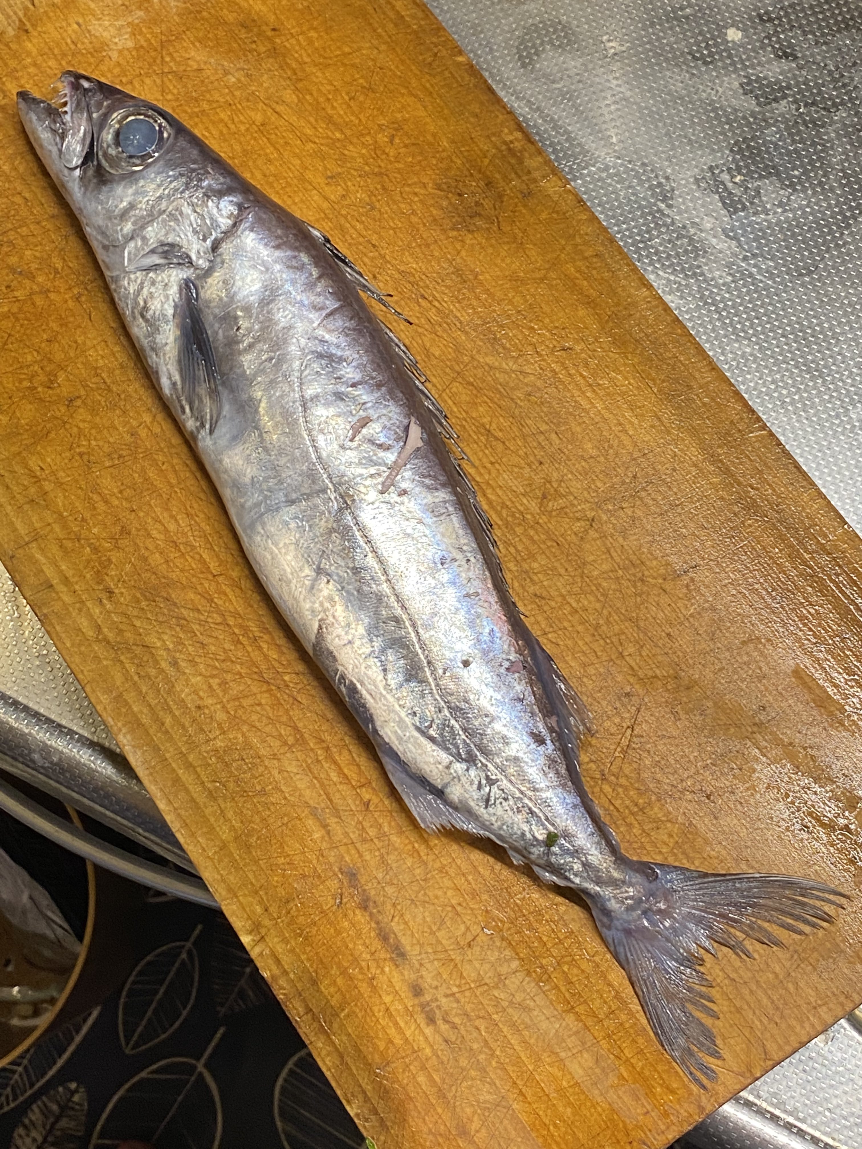 Funa お魚クイズ初級篇 伊豆諸島の名産です 鋭い歯が特徴 今年は釣りに行けなかったけど 岸から大型がたくさん釣れる時もある激ウマ魚 これはかなり小さい個体だから1匹380円と格安だった 愛知県産 吉池 T Co Hkpxggygyj Twitter