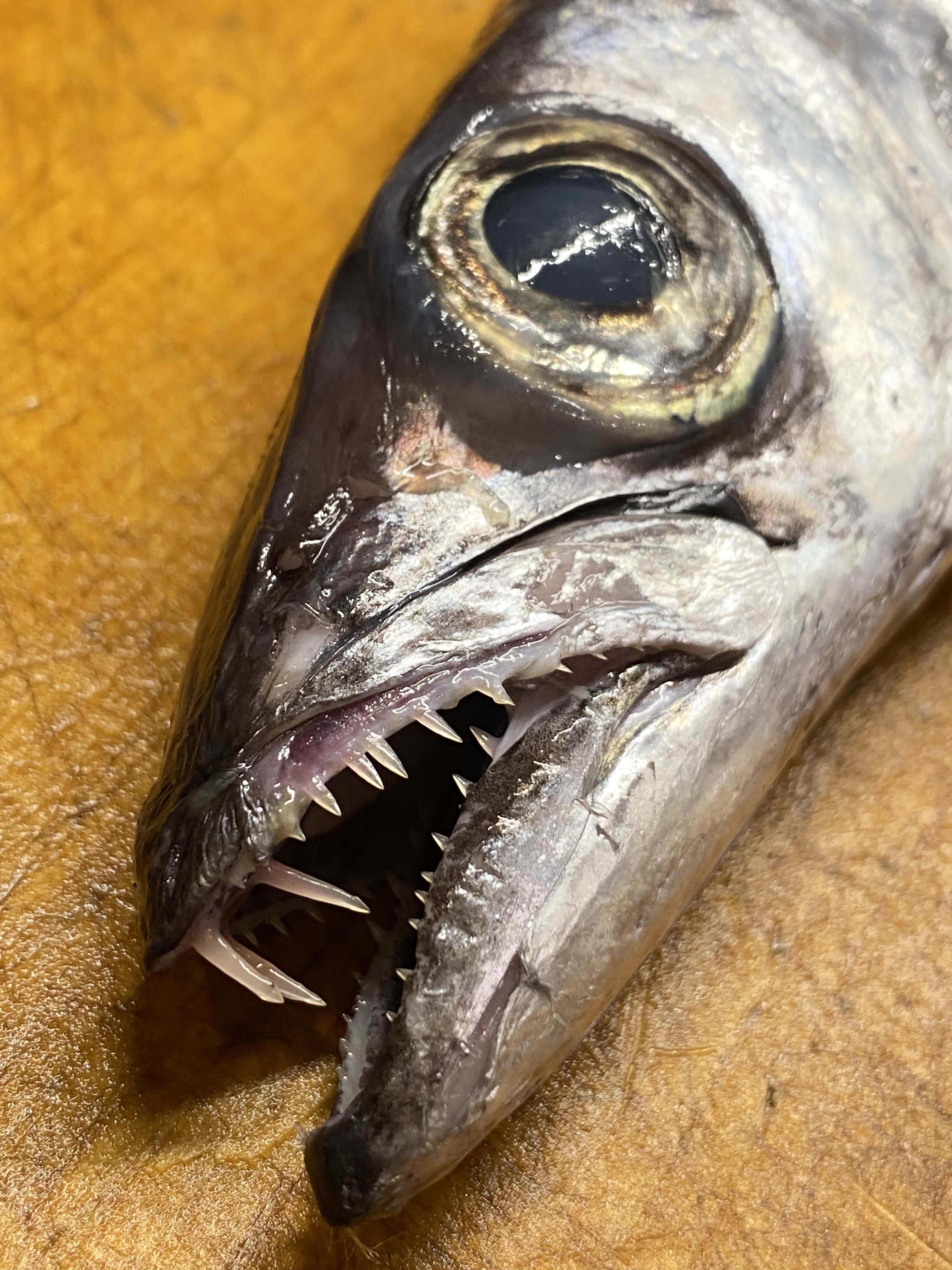 Funa お魚クイズ初級篇 伊豆諸島の名産です 鋭い歯が特徴 今年は釣りに行けなかったけど 岸から大型がたくさん釣れる時もある激ウマ魚 これはかなり小さい個体だから1匹380円と格安だった 愛知県産 吉池 T Co Hkpxggygyj Twitter