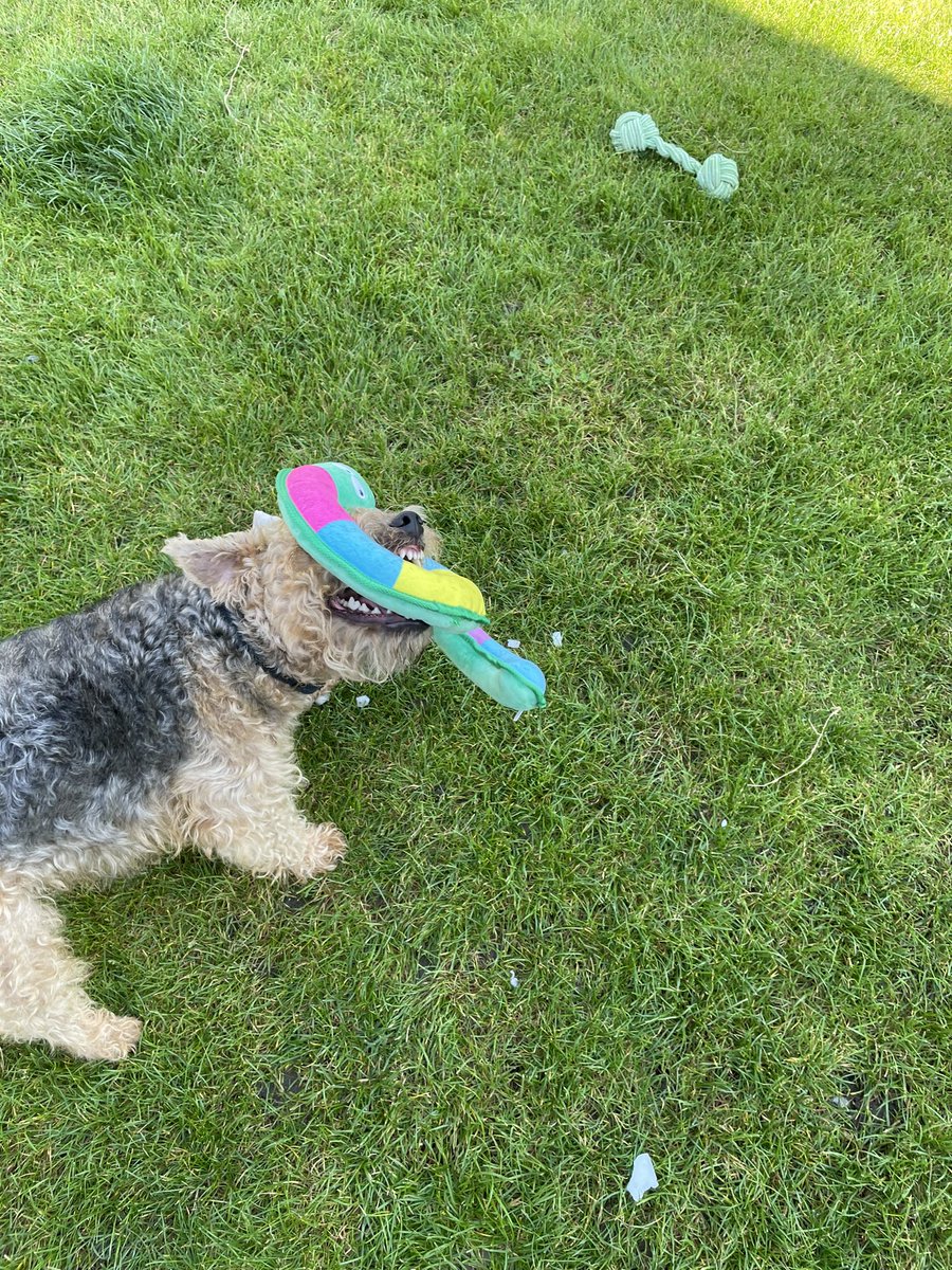 Guess what pals? I’ve just caught a snake in the grass 🐾🐾