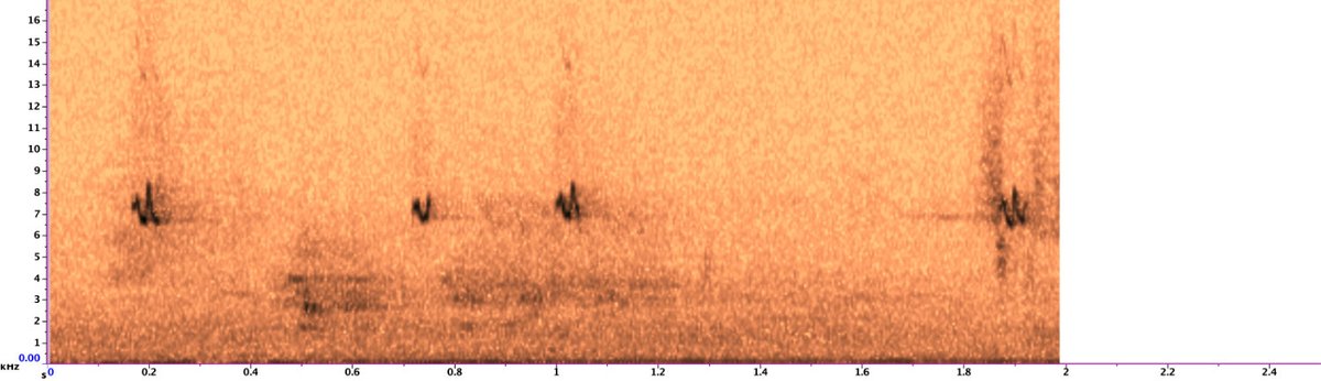 BirdsInFlight's tweet image. The newest new species online is Firecrest.
On this occasion, the set of sound recordings for Goldcrest was replaced and expanded &amp;gt;&amp;gt;&amp;gt; birds-in-flight.net

#birdmigration #birdID #birdIDguide
#vismig #nocmig #flightcall #birdsound 
#passerine
