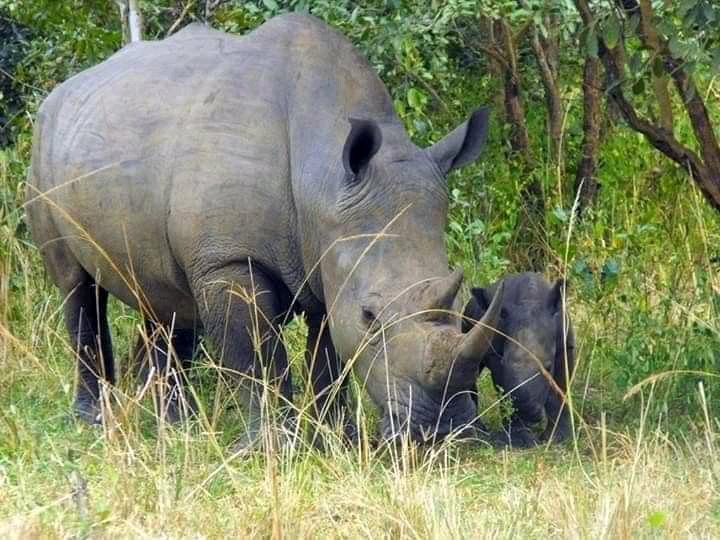 worthwhileAfri1's tweet photo. A safari to remember takes you to Ziwa rhino sanctuary and is the only place where you will be able to see rhinos in the wild. The sanctuary has become increasingly popular with tourists; for Rhino Trekking, Bird Watching, Night Walk, Nature Walk and https://t.co/GMeI5FokKa