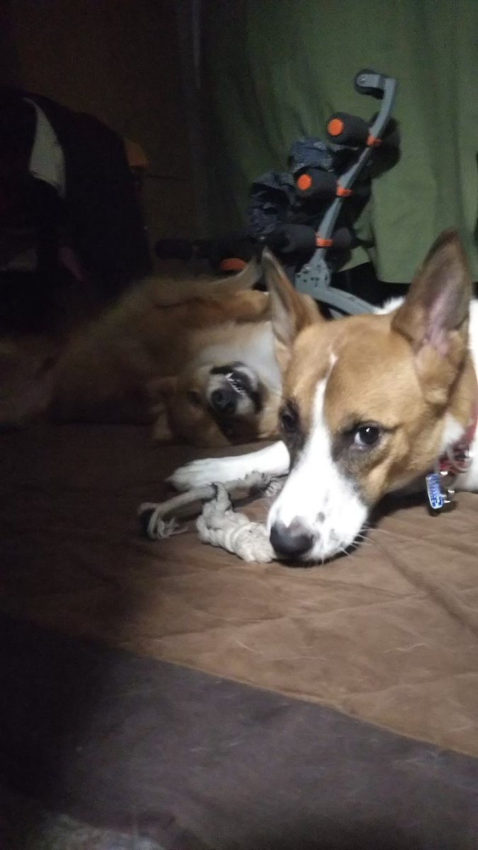 虎徹 V Twitter 二人で紐遊び 何で暗い所でやるんだ ヒナタ最後の写真怖いよ あと腹筋マシーンはここ3年位物置きと化してます まぁあるあるかな 保護犬 犬のいる暮らし ライフボート出身