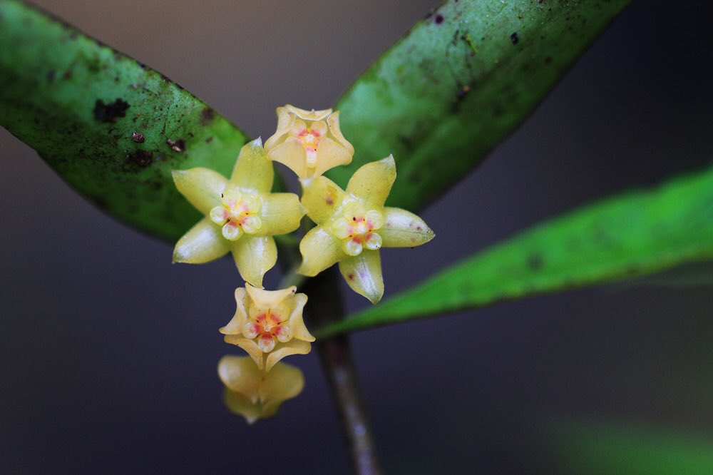 AmazingPuer's tweet photo. The technicians with #Xiaoheishan Nature Reserve in #Longling County, southwest Yunnan’s #Baoshan City, found a #pentagram-shaped flower on September 4. The flower was identified as #Hoya burmanica. It was discovered in Longling for the first time. https://t.co/fIl4zcFAXz