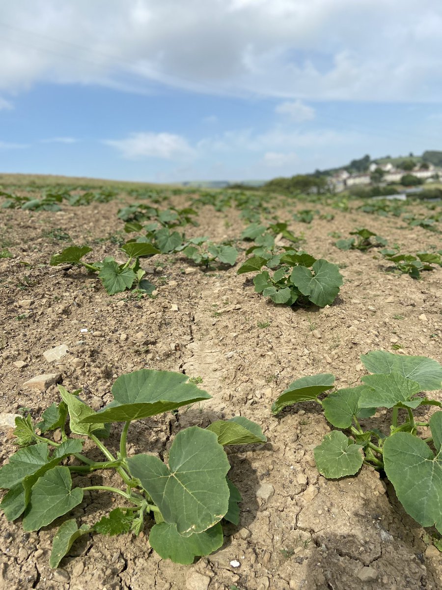 angwills123's tweet photo. Growing pumpkins has been a fascinating process to watch! https://t.co/LPeDJ8rpwt
