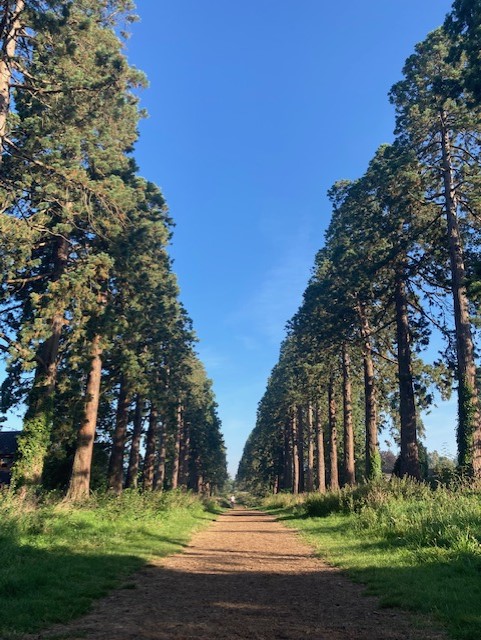 Surreyheath's tweet photo. Wellingtonia Avenue looking magnificent in the sun this morning! ๐ฒโ๏ธโค๏ธ
#Heatherside #LoveWhereYouLive #SurreyHeath #WednesdayMotivation #Wellingtonia https://t.co/dKcxELUNRE