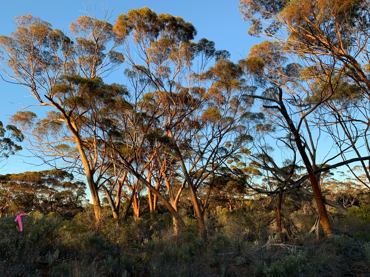 These beautiful gimlets escaped the 2020 fire that killed the trees on the adjacent woodland plain. MERPlots Norseman WA with Ngadju Conservation Aboriginal Corporation. <a href="/TERN_Aus/">TERN</a> @Envirogov <a href="/SuzanneProber/">Suzanne Prober</a> @SamNicol16 @BroadhurstLinda @RangelandsNRM