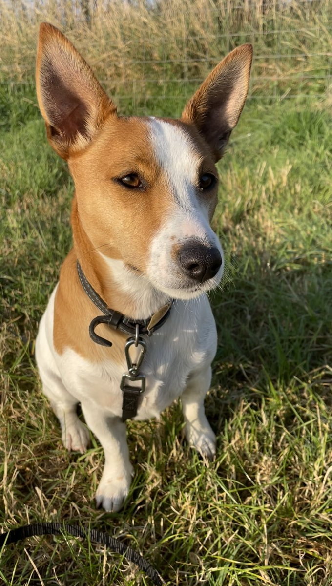 PoundingW's tweet image. Beautiful boy Freddie has joined us for walks #dogsoftwitter #newdog #walks #dogwalker #happydog