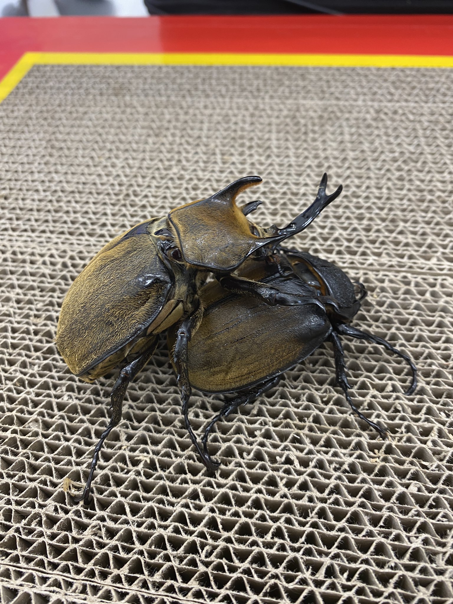 公式サイト店舗 クワガタ カブト バトル用土俵 虫類用品 公式サイト店舗 クワガタ カブト バトル用土俵 虫類用品