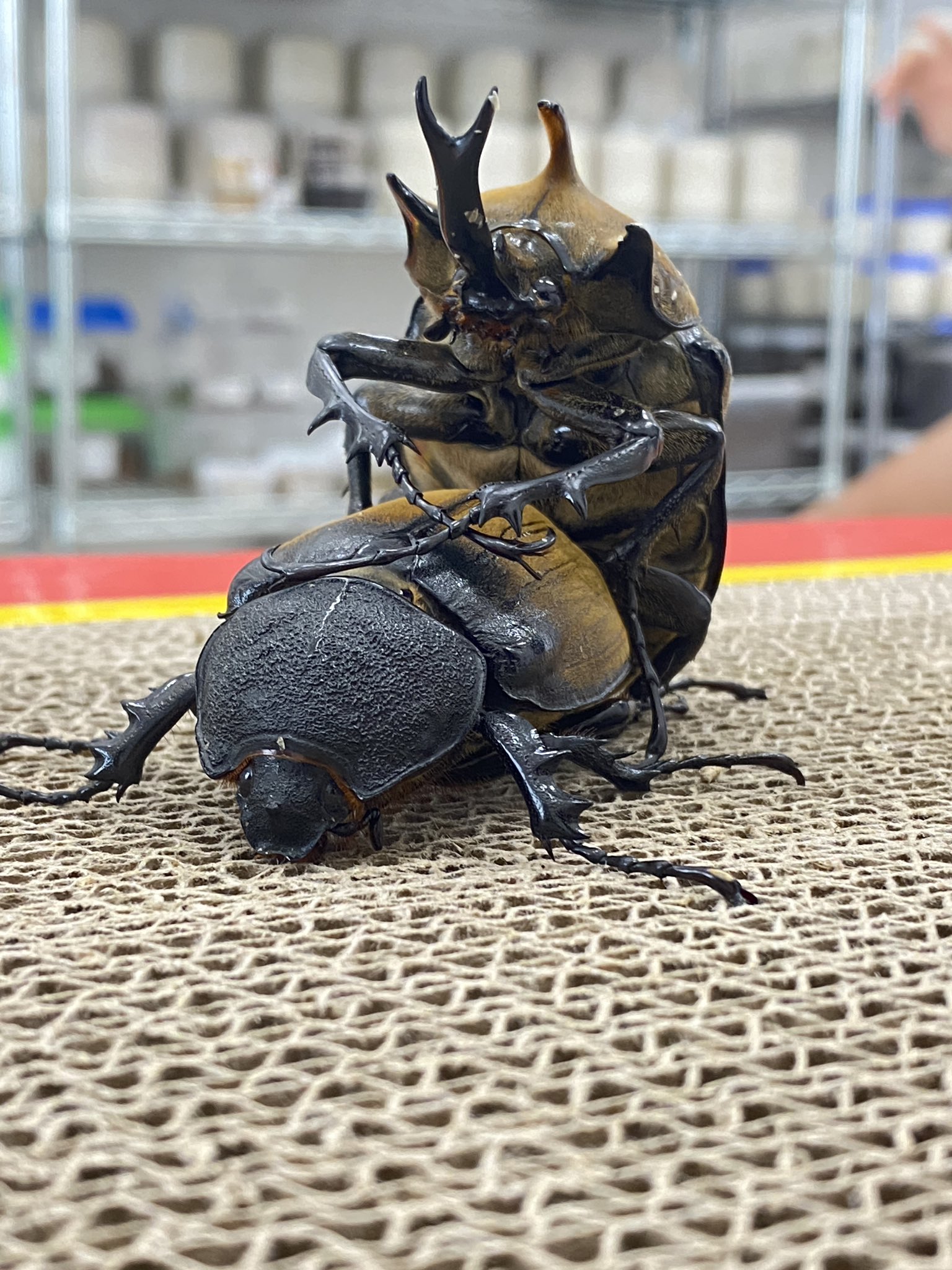 クワガタ、カブト　バトル用土俵 クワガタ、カブト バトル用土俵