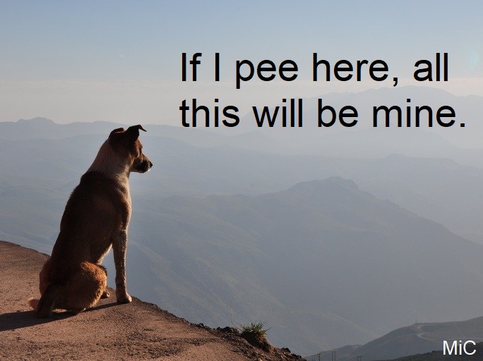 MeanwhileinCana's tweet photo. Deep dog thoughts. https://t.co/S15A9RMEqg