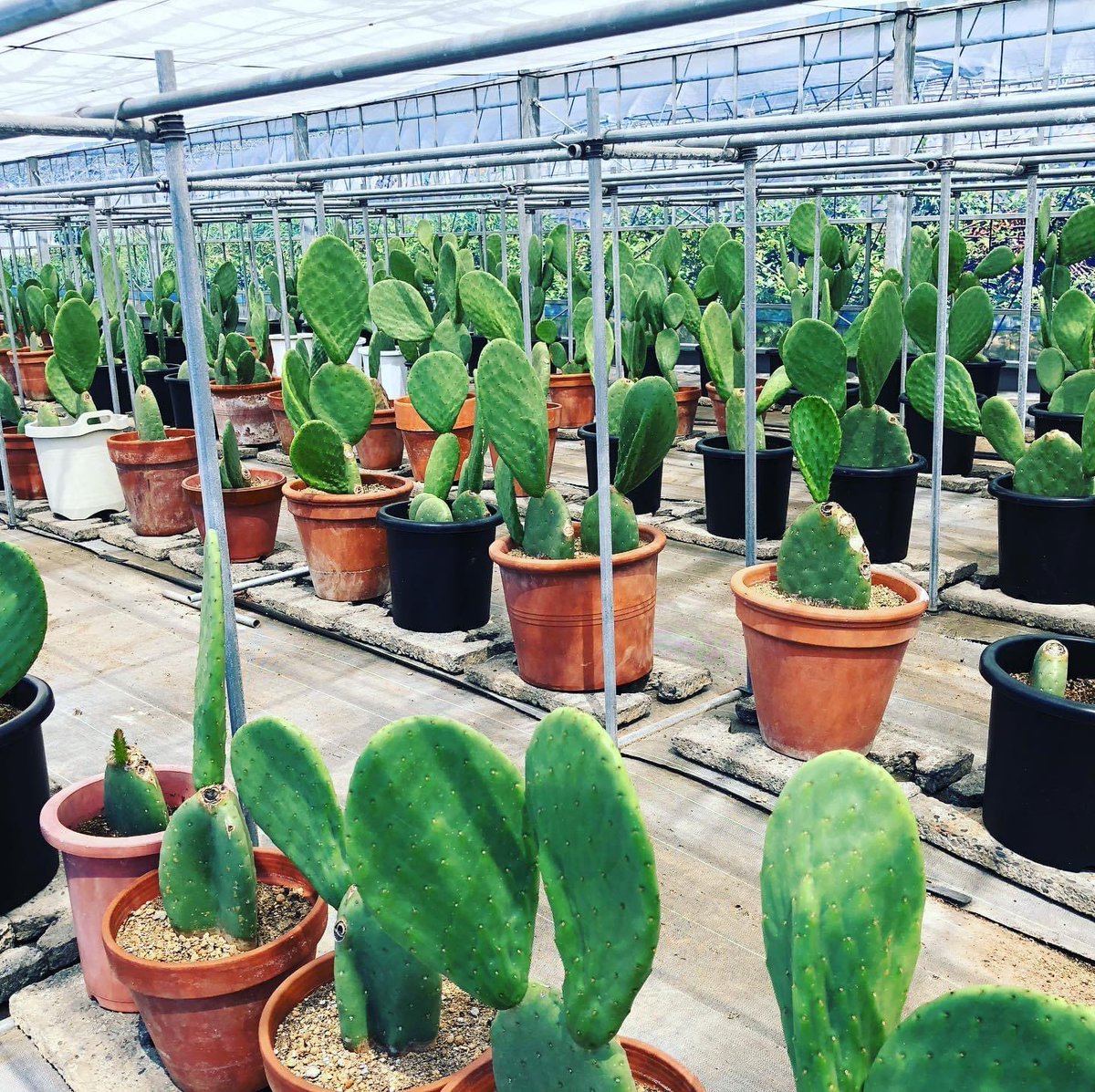 契約農家さんでウチワサボテンを育てて頂いています。 サボテンを主食