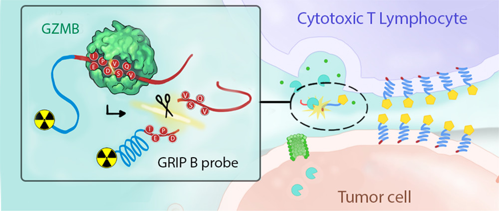 #ASAP by Michael Evans, Charles Craik &amp; team <a href="/UCSFCancer/">UCSF Helen Diller Family Comprehensive Cancer Ctr</a> <a href="/UCSF/">UC San Francisco</a> 

A protease activated chemosensor for in vivo molecular imaging enables the detection of activated immune cells by specifically harnessing granzyme B catalysis: fal.cn/3i3cy