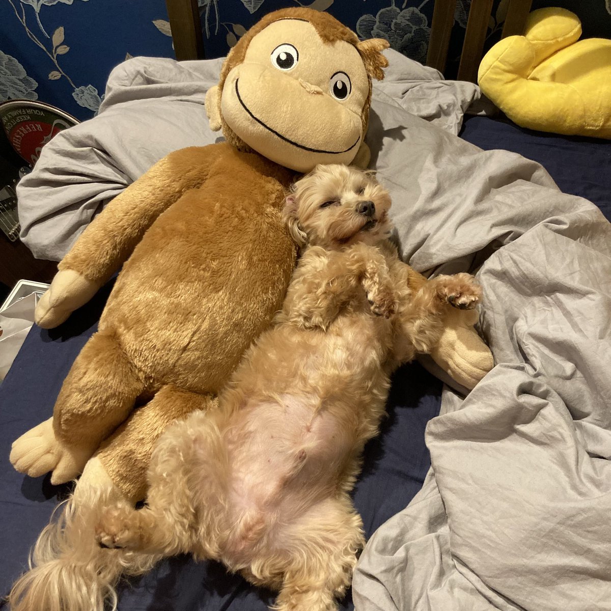 家にいるときも電車乗ってるときもずっと愛犬の写真を見ている…🐶愛