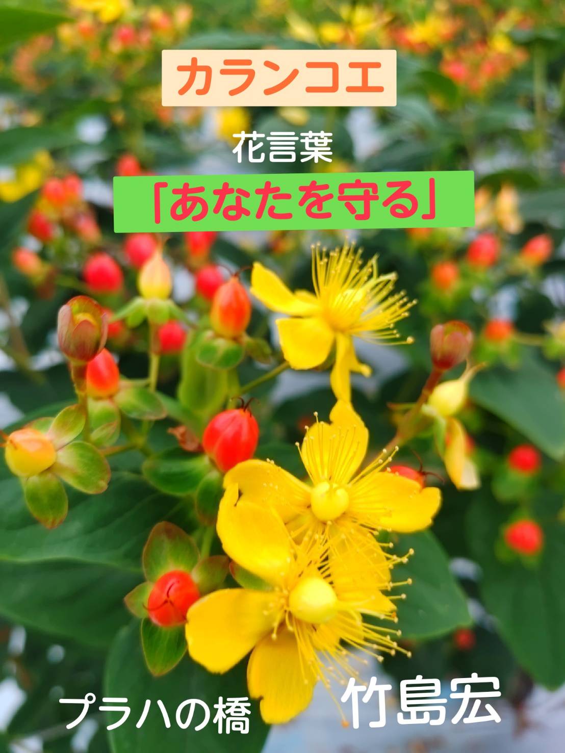 竹島宏スタッフ 公式 カランコエ 花言葉は あなたを守る 皆さんを守るパワーに なりたい 僕がいつも思っていること カランコエの花言葉と同じ 今日も１日お疲れ様でした 嬉しい日になりました ひろネット 花便り 花言葉 花 花を贈