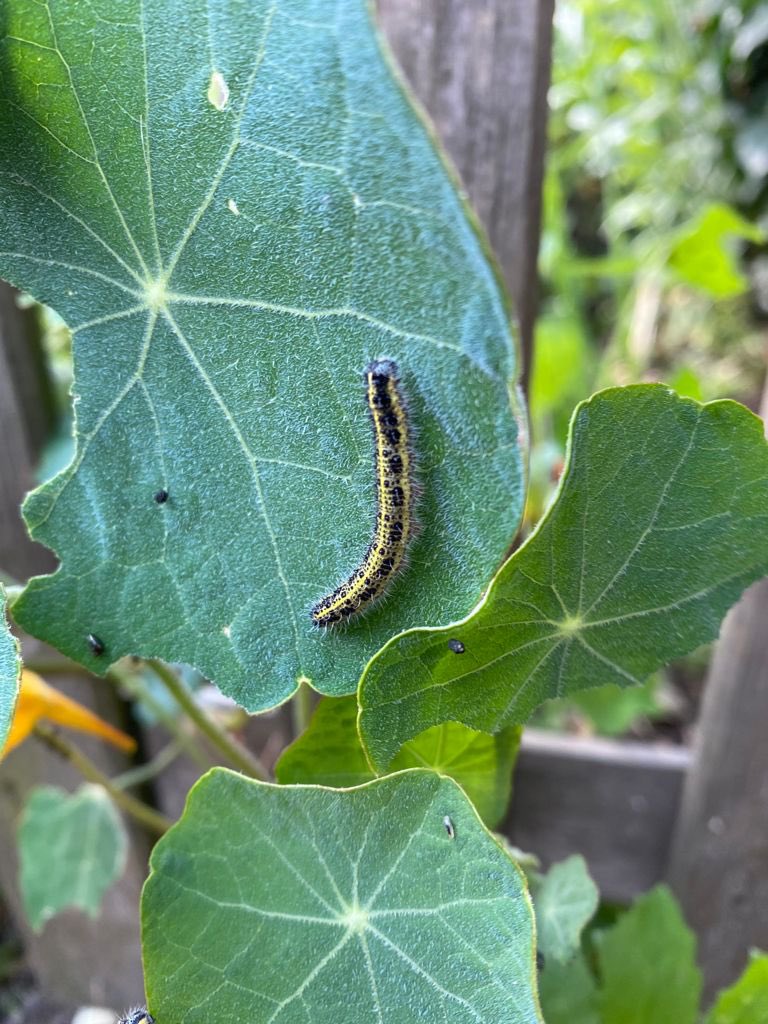 Year 2 have come back to their very own mini-beast garden! Looking out for the next stage everyday! 🐛🦋